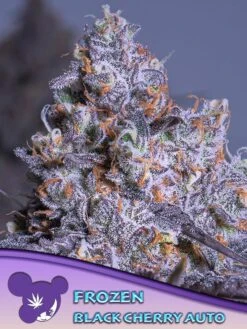 Frozen Black Cherry Auto - 5-pack - Feminised - Anesia Seeds