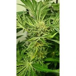 Frozen Cherry - 6-pack - Feminised - Zmoothiez -Uitgelichte Plantenzaadwinkel frozen cherry feminized cannabis seeds zmoothiez seed bank
