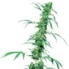 Fruity Juice - Regular - Sensi Seeds -Uitgelichte Plantenzaadwinkel fruity juice xl