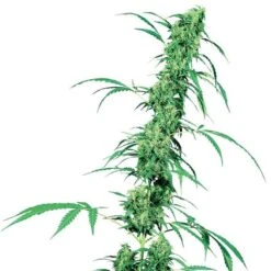 Fruity Juice - Regular - Sensi Seeds