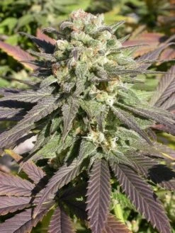 CBD-enriched Warlock - 6PACK - Feminised - Serious Seeds -Uitgelichte Plantenzaadwinkel fsrs0079 2 cwx5vui product full 1