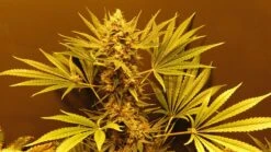 G13 Haze - 15PACK - Regular - Mr. Nice Seedbank -Uitgelichte Plantenzaadwinkel g13haze 1