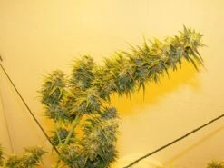 G13 Haze - 15PACK - Regular - Mr. Nice Seedbank -Uitgelichte Plantenzaadwinkel g13haze 2