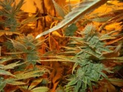 G13 Haze - 15PACK - Regular - Mr. Nice Seedbank