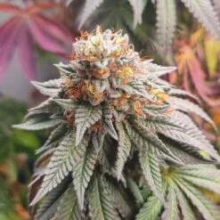 G13 X Dawg Haze - Feminised - Monkey Genetics