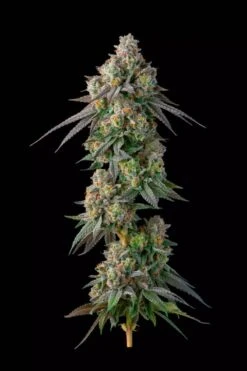 Facetz - 7-pack - Gastro Pop Collection - Feminised - Compound Genetics