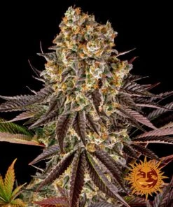 Gelato #45 - 5PACK - Feminised - Barney's Farm 6 Gelato #45 - 5PACK - Feminised - Barney's Farm -Uitgelichte Plantenzaadwinkel gelato 45 barneys farm seeds bud