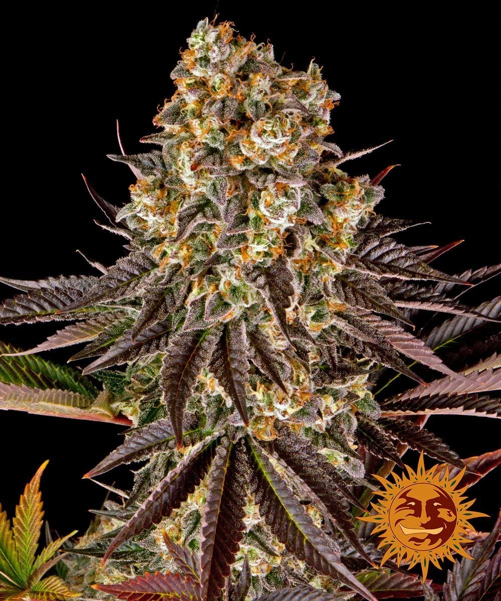 Gelato #45 - 5PACK - Feminised - Barney's Farm 4 Gelato #45 - 5PACK - Feminised - Barney's Farm - Afbeelding 2