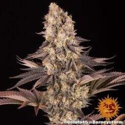 Gelato #45 - 5PACK - Feminised - Barney's Farm 7 Gelato #45 - 5PACK - Feminised - Barney's Farm -Uitgelichte Plantenzaadwinkel gelato 45 barneys farm seeds bud2