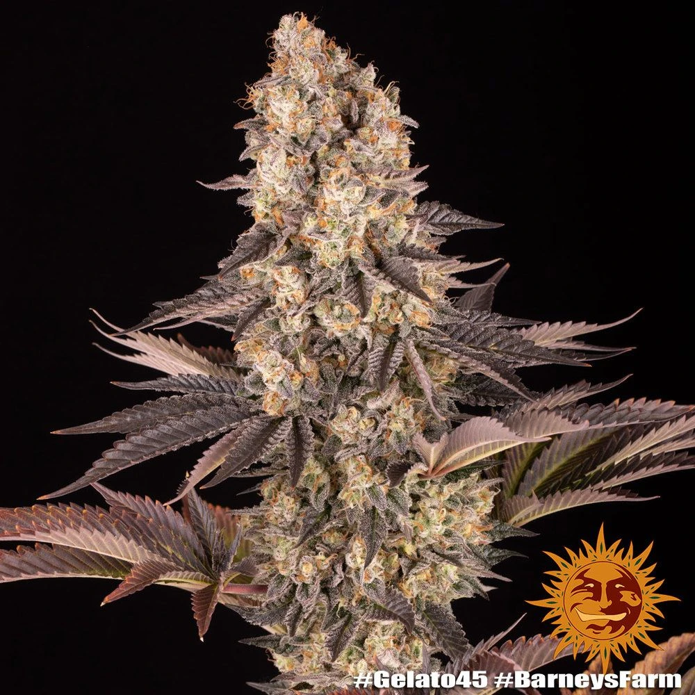 Gelato #45 - 5PACK - Feminised - Barney's Farm 5 Gelato #45 - 5PACK - Feminised - Barney's Farm - Afbeelding 3