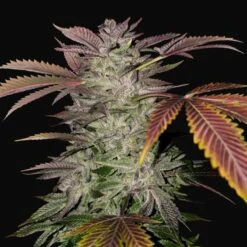 Gelato Cake - 5-pack - Feminised - T.H.Seeds 9 Gelato Cake - 5-pack - Feminised - T.H.Seeds -Uitgelichte Plantenzaadwinkel gelato cake flower2 1