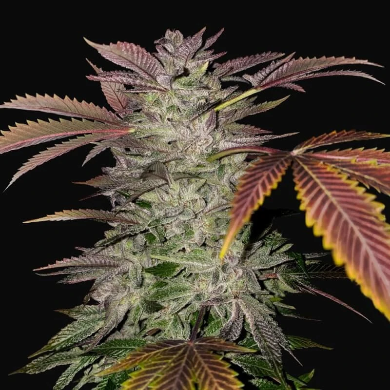 Gelato Cake - 5-pack - Feminised - T.H.Seeds 5 Gelato Cake - 5-pack - Feminised - T.H.Seeds - Afbeelding 3