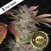 Gelato Cake - 5-pack - Feminised - T.H.Seeds -Uitgelichte Plantenzaadwinkel gelato cake 1