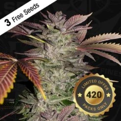 Gelato Cake - 5-pack - Feminised - T.H.Seeds