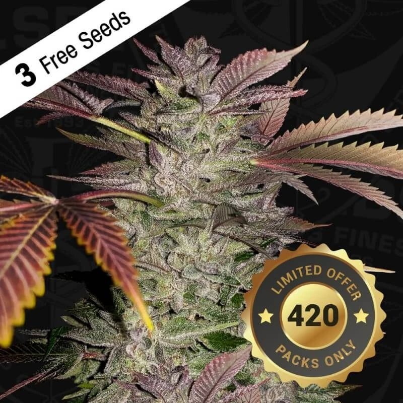 Gelato Cake - 5-pack - Feminised - T.H.Seeds 3 Gelato Cake - 5-pack - Feminised - T.H.Seeds