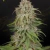 GH Amnesia - 5PACK - Feminised - Green House -Uitgelichte Plantenzaadwinkel gh amnesia greenhouse seeds