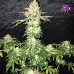 Spooky OG - 5-pack - Feminised - Pure Instinto Seeds -Uitgelichte Plantenzaadwinkel ghost 1