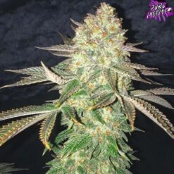 Spooky OG - 5-pack - Feminised - Pure Instinto Seeds -Uitgelichte Plantenzaadwinkel ghost