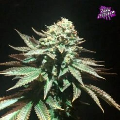 Spooky OG - 5-pack - Feminised - Pure Instinto Seeds -Uitgelichte Plantenzaadwinkel ghost 3