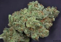 Ghost Train Haze #1 - 6PACK - Feminised - Rare Dankness -Uitgelichte Plantenzaadwinkel ghosttrainhaze1 buds ss