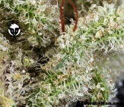 Ghost Train Haze #1 - 6PACK - Feminised - Rare Dankness -Uitgelichte Plantenzaadwinkel ghosttrainhaze1 trichs ss