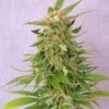 Ginger Punch Auto - 5PACK - Feminised - Kannabia Seeds
