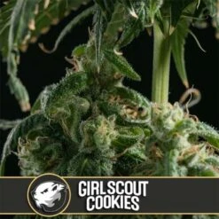 Girl Scout Cookies - 6-pack - Feminised - Blimburn -Uitgelichte Plantenzaadwinkel girl scout cookies blimburn seeds