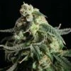 Girl Scout Cookies - 6-pack - Feminised - Blimburn -Uitgelichte Plantenzaadwinkel girl scout cookies blimburn seeds fat bud