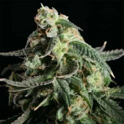 Girl Scout Cookies - 6-pack - Feminised - Blimburn