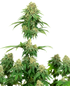 Girl Scout Cookies - Feminised - White Label