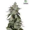 Cookies Auto - 5PACK - Feminised - Fast Buds Seeds -Uitgelichte Plantenzaadwinkel girl scout cookies
