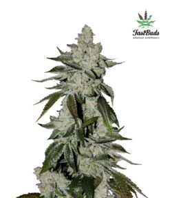 Cookies Auto - 5PACK - Feminised - Fast Buds Seeds
