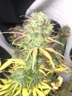 Girl Scout Kush Auto - 5-pack - Feminised - Pure Instinto Seeds -Uitgelichte Plantenzaadwinkel girl scout kush auto pure instinto 2