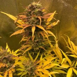 Girl Scout Kush Auto - 5-pack - Feminised - Pure Instinto Seeds -Uitgelichte Plantenzaadwinkel girl scout kush auto pure instinto 3
