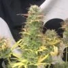 Girl Scout Kush Auto - 5-pack - Feminised - Pure Instinto Seeds -Uitgelichte Plantenzaadwinkel girl scout kush auto pure instinto 4