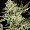 Glowstarz - Feminised - Paradise Seeds