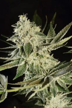 Glowstarz - Feminised - Paradise Seeds