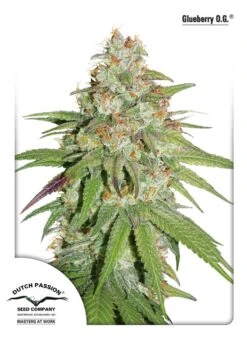 Glueberry O.G. - Feminised - Dutch Passion