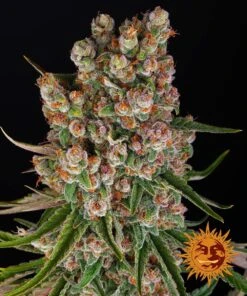 GMO Auto - 5-pack - Feminised - Barney's Farm
