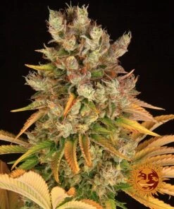 GMO - 5-pack - Feminised - Barney's Farm
