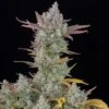 Gorilla Cookies Auto - 5-pack - Feminised - Fast Buds Seeds -Uitgelichte Plantenzaadwinkel gorilla cookies auto feminized