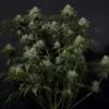 Gorilla Cookies Fast Flowering - 5-pack - Feminised - Fast Buds Seeds -Uitgelichte Plantenzaadwinkel gorilla cookies ff 1