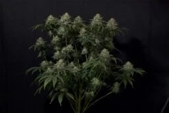 Gorilla Cookies Fast Flowering - 5-pack - Feminised - Fast Buds Seeds -Uitgelichte Plantenzaadwinkel gorilla cookies ff 2
