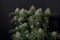 Gorilla Cookies Fast Flowering - 5-pack - Feminised - Fast Buds Seeds -Uitgelichte Plantenzaadwinkel gorilla cookies ff 3