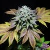 Gorilla Cookies - 5-pack - Feminised - Pure Instinto Seeds -Uitgelichte Plantenzaadwinkel gorilla cookies pure instinto