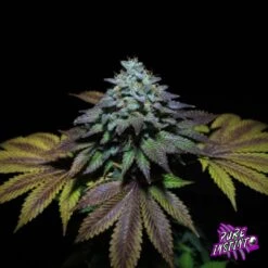 Gorilla Cookies - 5-pack - Feminised - Pure Instinto Seeds -Uitgelichte Plantenzaadwinkel gorilla cookies pure instinto1