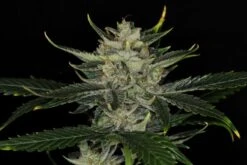 Gorilla King Auto - 5-pack - Feminised - Kannabia Seeds -Uitgelichte Plantenzaadwinkel gorilla king auto 2 1024x683 1