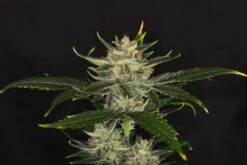 Gorilla King Auto - 5-pack - Feminised - Kannabia Seeds -Uitgelichte Plantenzaadwinkel gorilla king auto 3 1024x683 1