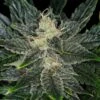 Gorilla King Auto - 5-pack - Feminised - Kannabia Seeds -Uitgelichte Plantenzaadwinkel gorilla king auto fija 1