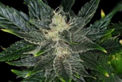 Gorilla King Auto - 5-pack - Feminised - Kannabia Seeds